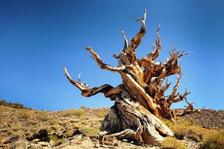 secrets of the Oldest Bristlecone Pine Trees