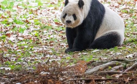 Pandas to return to DC's National Zoo