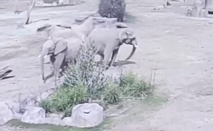 Elephants San Diego Earthquake Today: How the Gentle Giants Reacted Instinctively