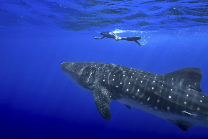 Australian Locals Rescue Great White Shark Stranded in Shallow Water