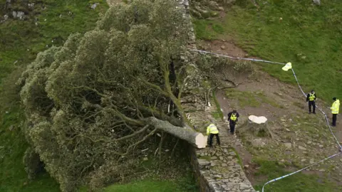 The Sycamore Gap Tree