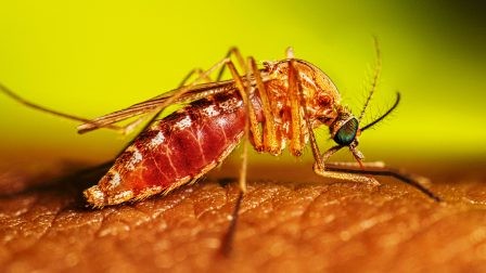 West Nile Virus