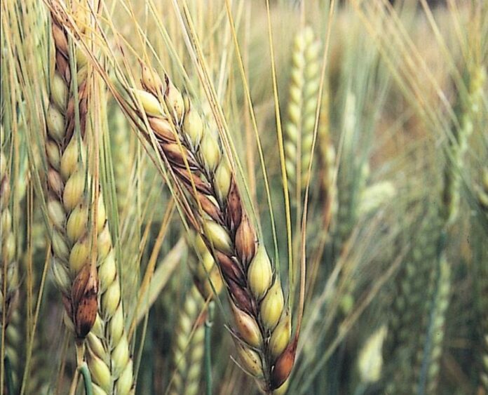Fusarium Graminearum: A Growing Threat to Global Agriculture