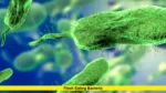Flesh Eating Bacteria