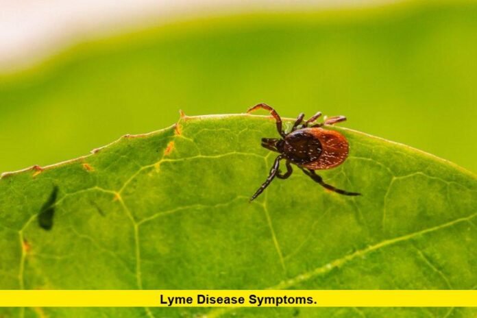 Lyme Disease Symptoms