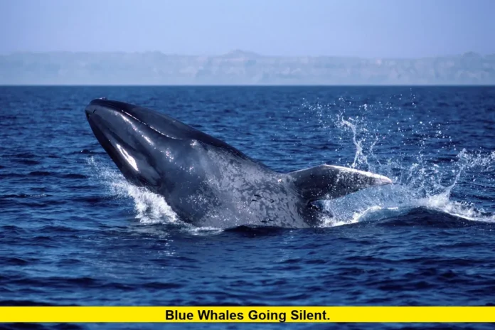 Blue Whales Going Silent