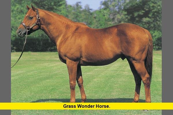 Grass Wonder Horse
