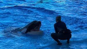 Jessica Radcliffe Orca Attack