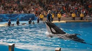 Jessica Radcliffe Orca Attack