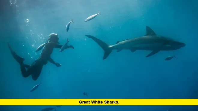 Great White Sharks