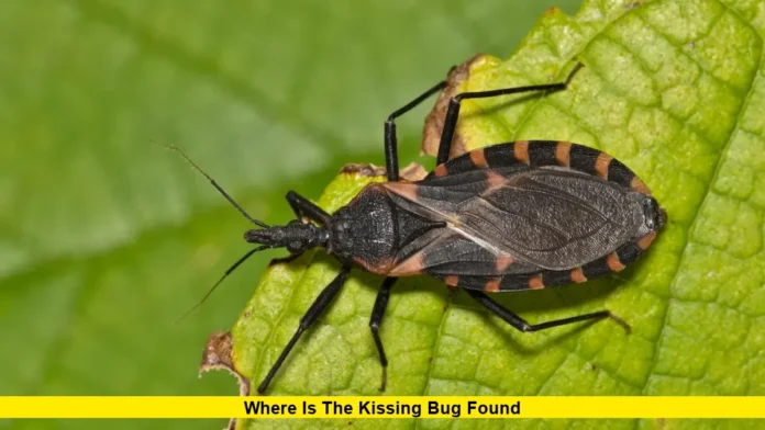 Where Is the Kissing Bug Found