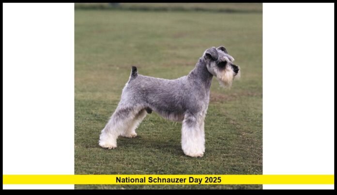 national schnauzer day 2025 national schnauzer day 2025