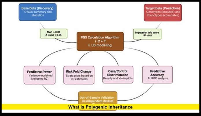 What is polygenic inheritance