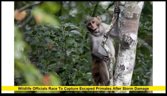 Monkeys Loose in Mississippi: Wildlife Officials Race to Capture Escaped Primates After Storm Damage