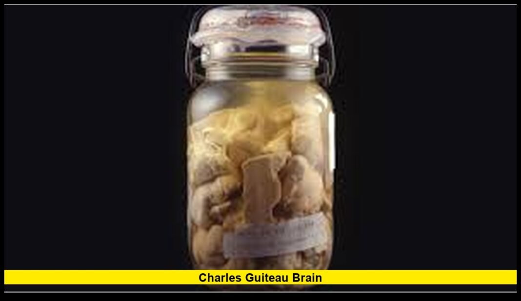 Charles Guiteau Brain: A Deeply Detailed Look at Its Preservation