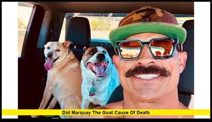 Marquay the Goat cause of death
