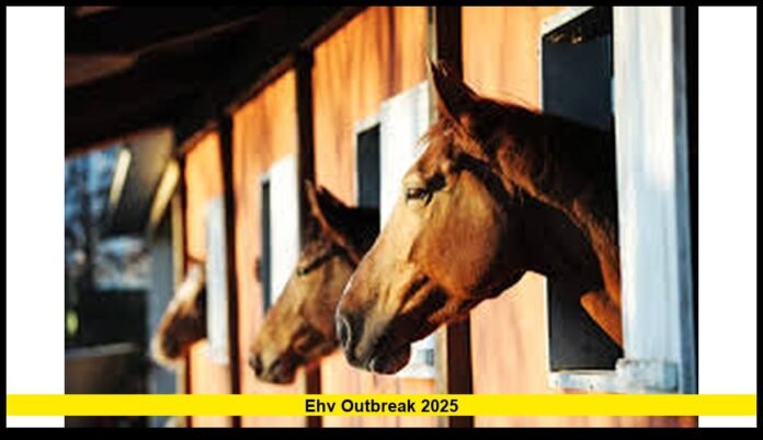 ehv outbreak 2025