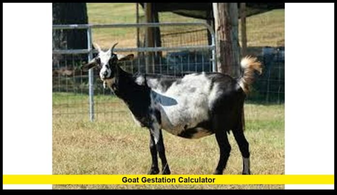 Goat Gestation Calculator Accurate Way to Track Goat Pregnancy and Kidding Dates