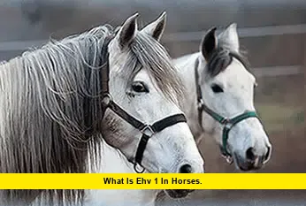 What Is EHV 1 in Horses. What Is EHV 1 in Horses