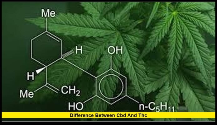 difference between CBD and THC