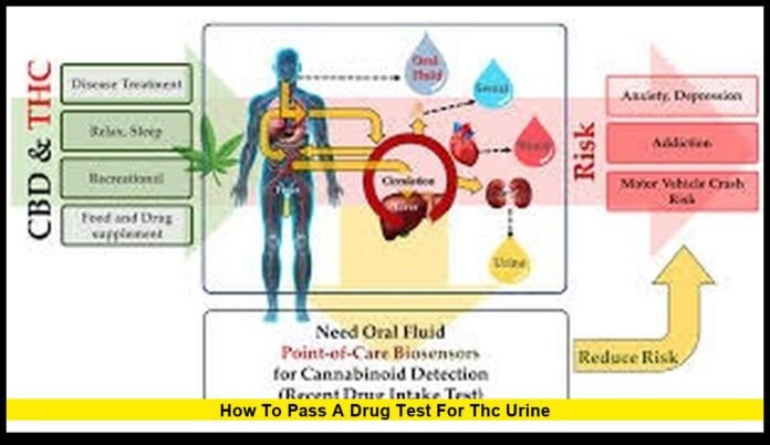 how to pass a drug test for THC urine