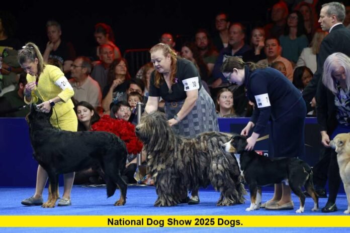 national dog show 2025 dogs. national dog show 2025 dogs