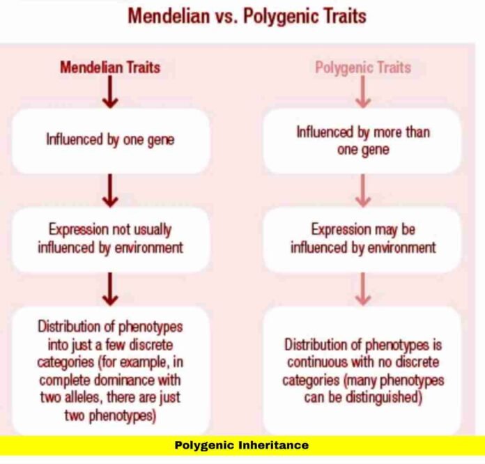 Polygenic Inheritance