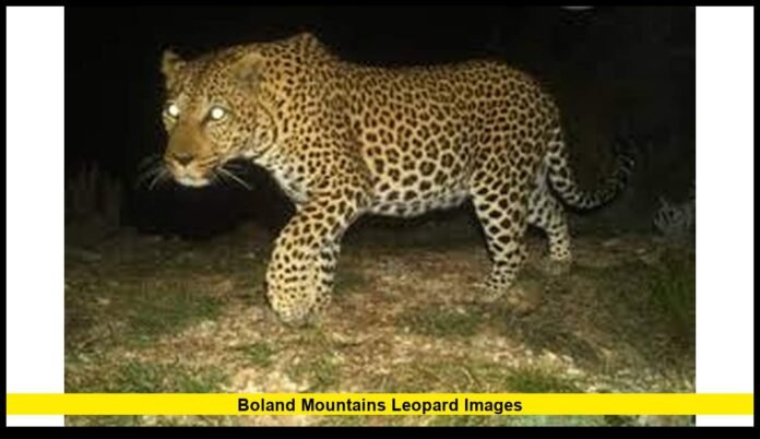 Boland mountains leopard images