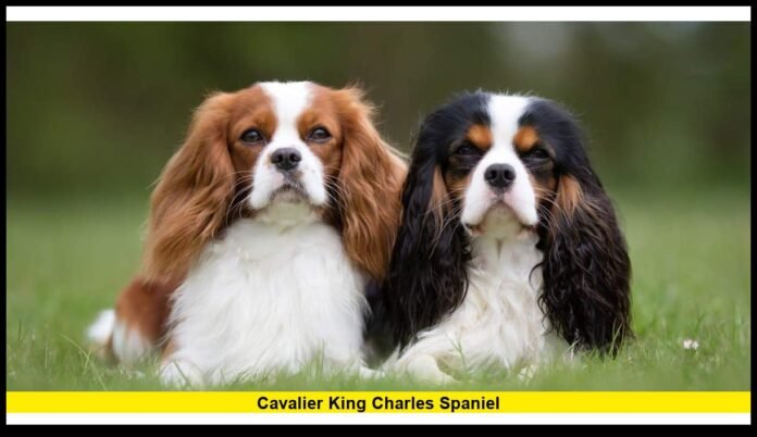 The Gentle, Loving Breed Winning America’s Heart in 2026