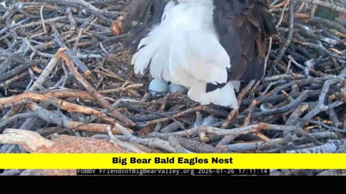 Big Bear Bald Eagles Nest