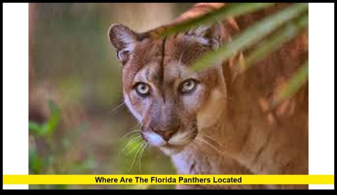 Tracking Florida’s Endangered Big Cats in 2026
