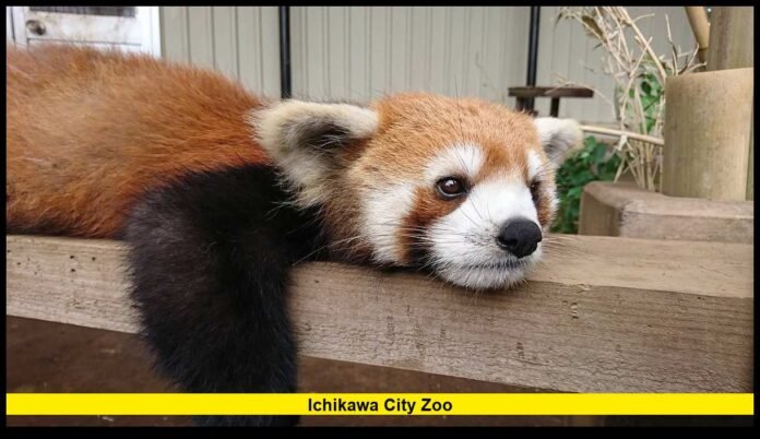 A Complete 2026 Guide for U.S. Travelers