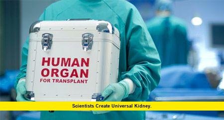 Scientists Create Universal Kidney