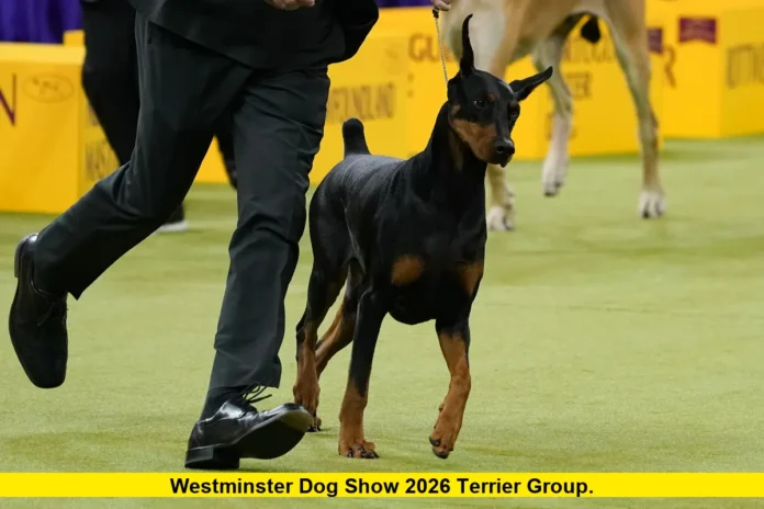 Westminster Dog Show 2026 Terrier Group