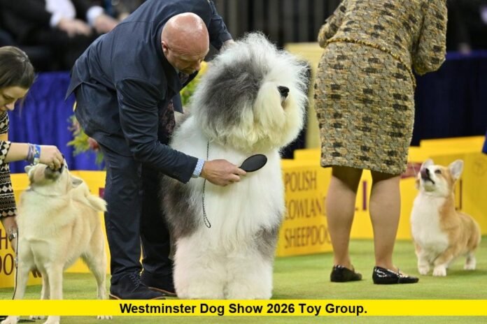 Westminster Dog Show 2026 Toy Group