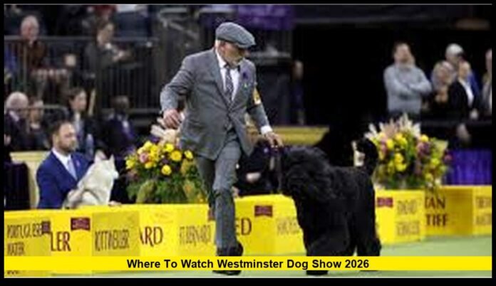 where to watch westminster dog show 2026