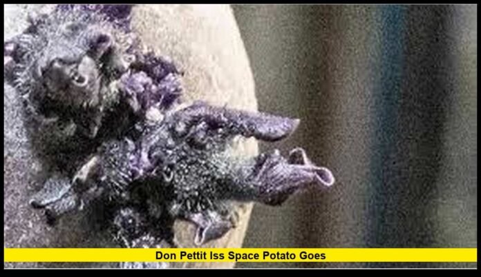 Don Pettit ISS Space Potato Goes How One Experiment in Orbit Turned Into a Viral Science Story