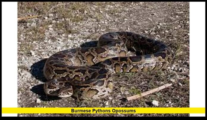 Burmese pythons opossums