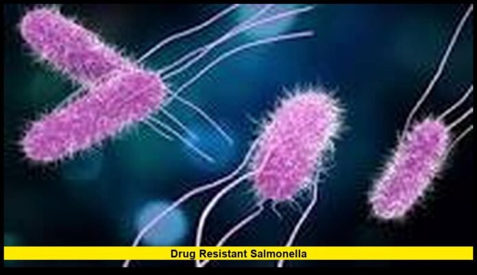 Drug resistant salmonella