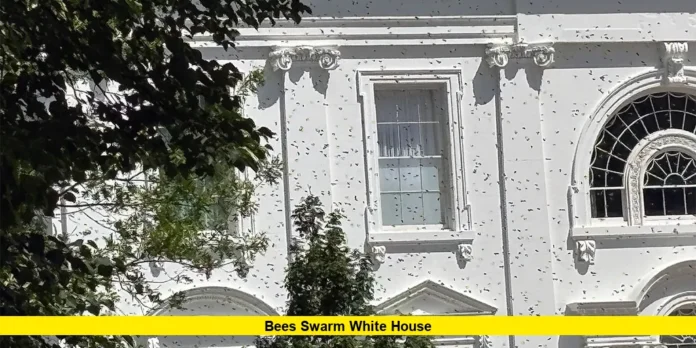 bees swarm white house