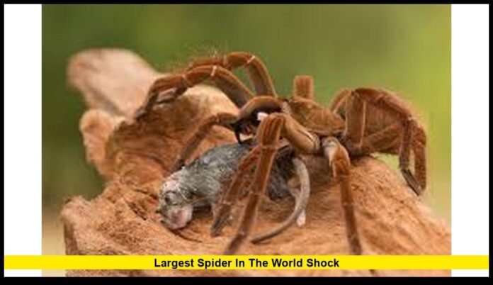 Experts With Incredible Size, Strength, and Survival Secrets