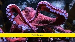  Pacific octopus