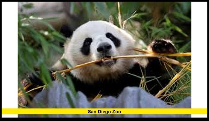 San Diego Zoo
