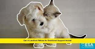 Can a Landlord Refuse an Emotional Support Animal Can a Landlord Refuse an Emotional Support Animal
