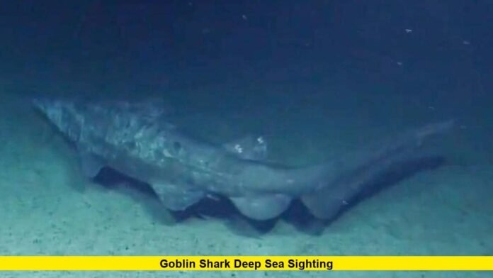 Goblin Shark Deep Sea Sighting
