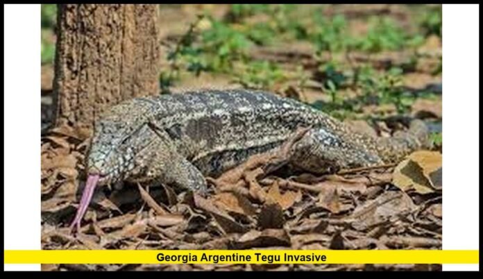 georgia argentine tegu invasive