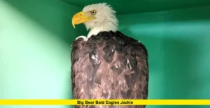 Big Bear Bald Eagles Jackie