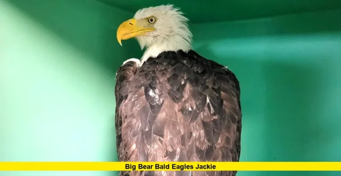 Big Bear Bald Eagles Jackie Big Bear Bald Eagles Jackie