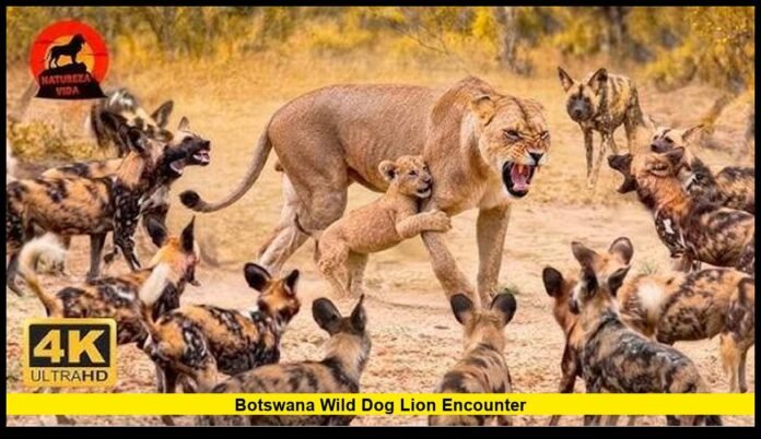 Botswana wild dog lion encounter