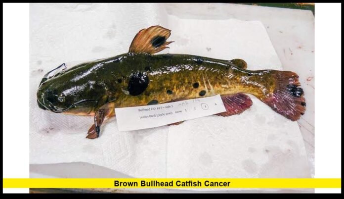 Brown bullhead catfish cancer Brown bullhead catfish cancer